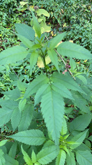 Bidens frondosa