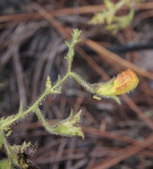Aureolaria pectinata