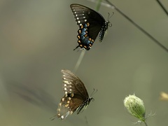 Papilio troilus