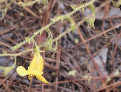 Aureolaria pectinata