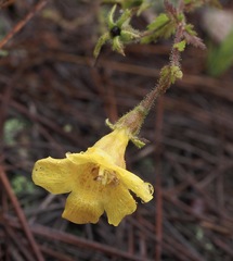 Aureolaria pectinata
