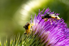 Phymata pennsylvanica