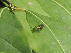 Augochlora pura