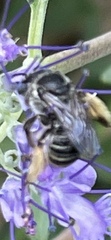 Melissodes druriellus