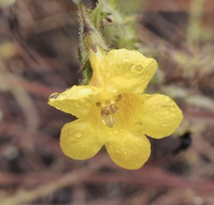 Aureolaria pectinata