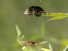 Papilio troilus