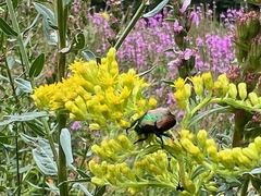 Popillia japonica