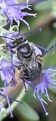 Melissodes druriellus