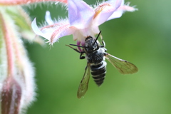 Coelioxys
