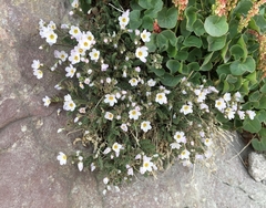 Polemonium pulcherrimum shastense
