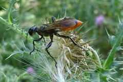 Sphecidae