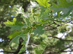 Quercus palustris