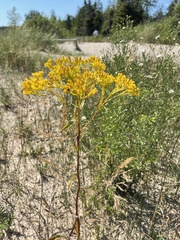 Solidago ohioensis