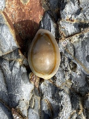 Monetaria annulus