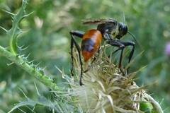 Sphecidae