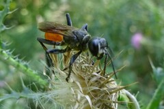 Sphecidae