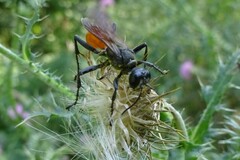 Sphecidae