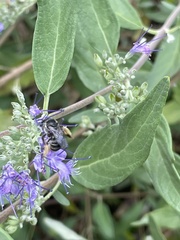 Melissodes druriellus
