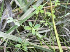 Galium trifidum