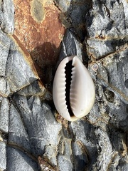 Monetaria annulus