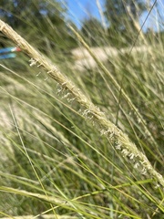 Ammophila breviligulata