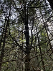 Pinus strobus