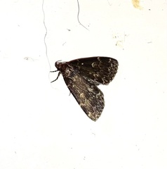 Idia lubricalis