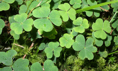 Oxalis acetosella