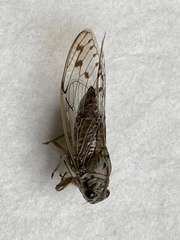 Neocicada hieroglyphica