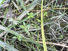 Galium trifidum