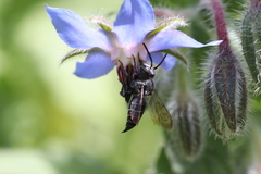 Coelioxys