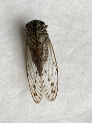 Neocicada hieroglyphica