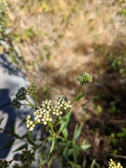 Diabrotica undecimpunctata