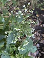 Ageratina