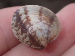 Veneridae