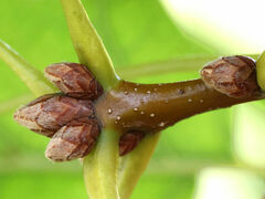 Quercus palustris