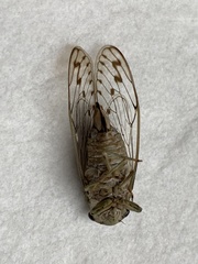 Neocicada hieroglyphica