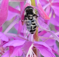 Eristalis dimidiata