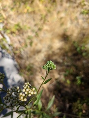 Diabrotica undecimpunctata