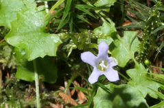 Hesperocodon hederaceus