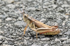 Melanoplus bivittatus