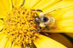 Bombus citrinus