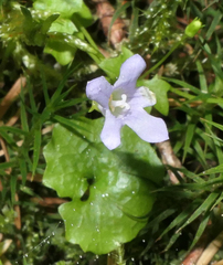 Hesperocodon hederaceus