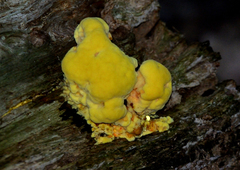 Laetiporus sulphureus