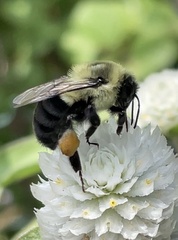 Bombus impatiens