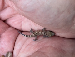 Hemidactylus turcicus