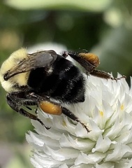 Bombus impatiens