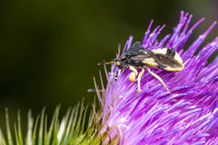 Phymata pennsylvanica