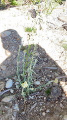 Pseudognaphalium stramineum