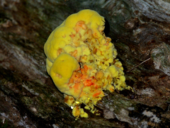 Laetiporus sulphureus